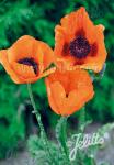 PAPAVER Orientale-Hybr.  'Prince of Orange'