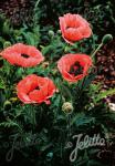 PAPAVER Orientale-Hybr.  'Prinzessin Victoria Louise' Portion(en)