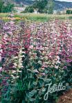 PENSTEMON grandiflorus  Prairie Jewel®