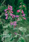 PENSTEMON pseudospectabilis   Portion(en)