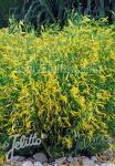 PENSTEMON pinifolius  'Mersea Yellow'