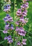 PENSTEMON virgatus   Portion(s)