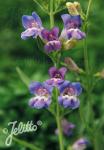 PENSTEMON speciosus  