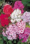 PHLOX paniculata  'Neue Hybriden' Portion(en)