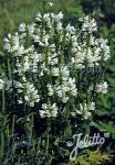 PHYSOSTEGIA virginiana  'Alba' Portion(s)