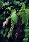 PHYTOLACCA americana   Portion(en)