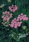 PIMPINELLA major  'Rosea' Portion(en)