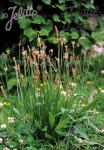 PLANTAGO lanceolata  