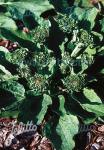 PLANTAGO major  'Rosularis'