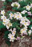 POLEMONIUM carneum   Portion(s)