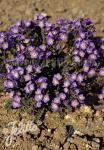 POLEMONIUM pulcherrimum   Portion(en)