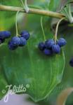 POLYGONATUM latifolium   Portion(s)