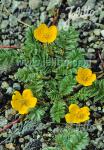 POTENTILLA anserina   Portion(en)