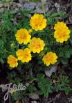 POTENTILLA aurea  