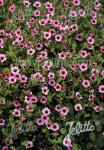 POTENTILLA nepalensis  'Helen Jane' Portion(en)