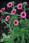 POTENTILLA nepalensis  'Miss Willmott' Portion(en)