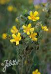 POTENTILLA pensylvanica   Portion(s)