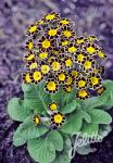 PRIMULA Elatior-Hybr.  'Victoriana Gold Lace Black' Portion(s)