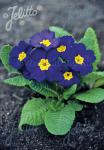 PRIMULA elatior Crescendo®-Series 'Crescendo® Blue Shades' Portion(s)