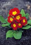 PRIMULA elatior Crescendo®-Serie 'Crescendo® Leuchtrot' Portion(en)