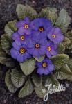 PRIMULA x pruhoniciana Wanda-Hybr. (Orig. Niederlenz) 'Wanda Blaue Töne'