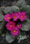 PRIMULA x pruhoniciana Wanda-Hybr. (Orig. Niederlenz) 'Wanda Lilac Colors' Portion(s)