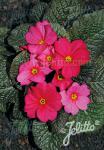 PRIMULA x pruhoniciana Wanda-Hybr. (Orig. Niederlenz) 'Wanda Raspberry Red Shades' Portion(s)