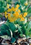 PRIMULA auricula ssp. bauhinii   Portion(s)