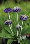 PRIMULA capitata  'Salvana'(TM) Portion(s)