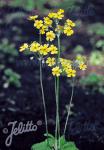 PRIMULA cockburniana  gelbe Form Portion(en)