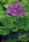 PRIMULA cortusoides hort.  'Primadiente Rose'(TM) Portion(en)