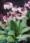 PRIMULA japonica  'Appleblossom' Portion(s)