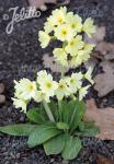 PRIMULA ruprechtii  