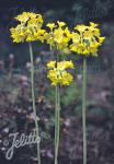 PRIMULA sikkimensis   Portion(s)