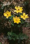 PULSATILLA alpina ssp. sulphurea   Portion(s)