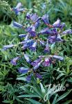 PENSTEMON heterophyllus  'Züriblau' Korn