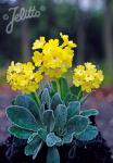 PRIMULA auricula  