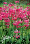 PRIMULA beesiana   Seeds