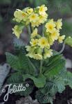 PRIMULA elatior  Wildform Korn