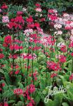 PRIMULA japonica  Deluxe Mixture Seeds