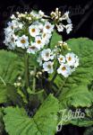 PRIMULA japonica  'Alba' Korn