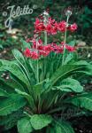 PRIMULA pulverulenta   Korn