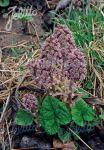 PETASITES hybridus  