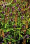 PRUNELLA vulgaris  'BLBP 01'