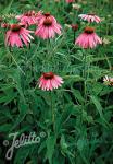 ECHINACEA purpurea  'Verbesserte Leuchtstern'