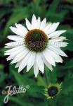 ECHINACEA purpurea  'Primadonna White' Portion(s)