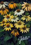 ECHINACEA Purpurea-Hybr.  'Mellow Yellows' Portion(en)