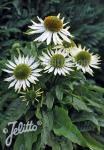 ECHINACEA purpurea  'PowWow® White' Portion(en)