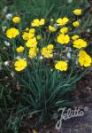 RANUNCULUS gramineus  