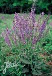 SALVIA pratensis   Portion(en)